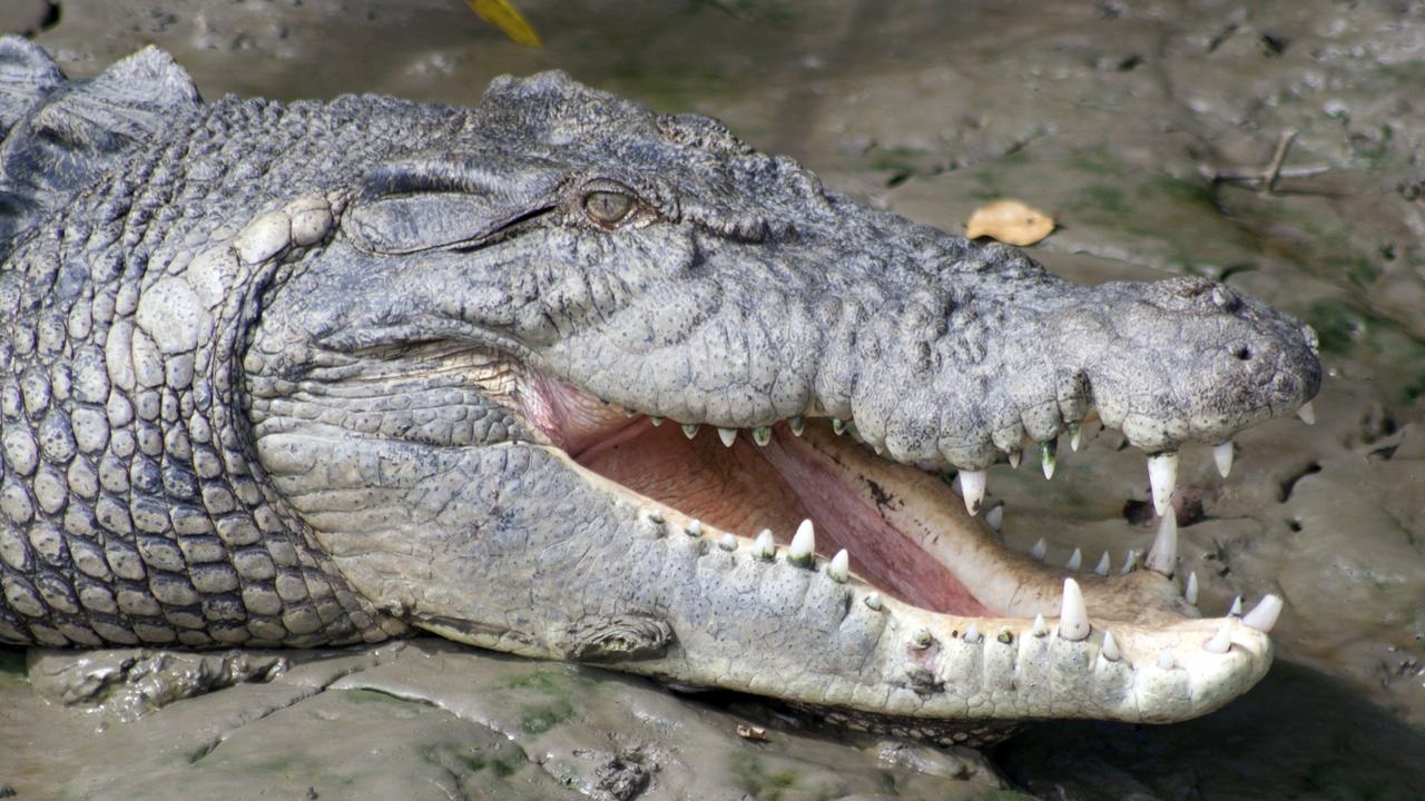 North Queensland man thrown from boat in crocodile-infested waters ...