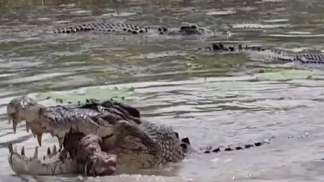 Crocodiles feast on cow: Video of Northern Territory event ‘a strange ...