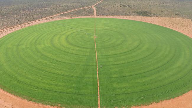 Neutral Junction station has 120ha under two pivots for fodder production. The fodder is used on the farm and some is sold to other farms.