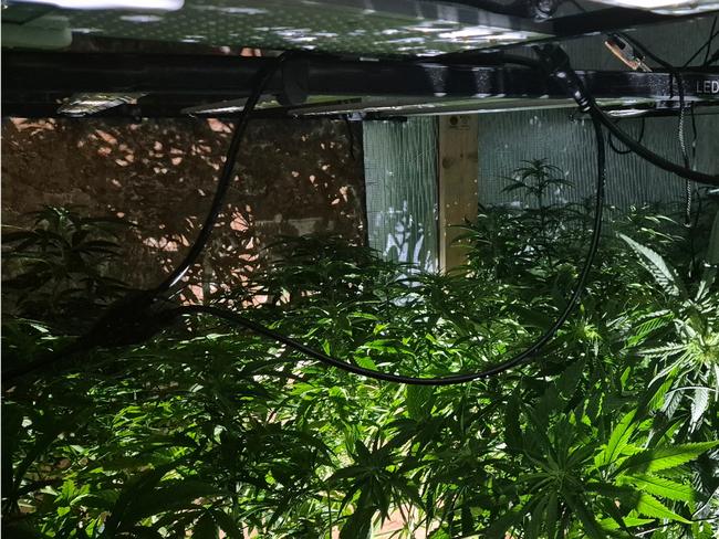 A pair were arrested earlier this week after police located a hidden underground bunker at a Fulham Gardens home containing more than 60 cannabis plants. Picture: SAPOL