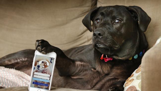 Milky the staffy x labrador with the Vets on Call app. Picture: David Caird