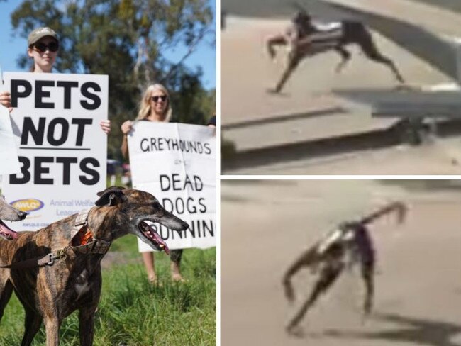 VIDEO: Greyhound euthanised after running on broken leg at Ipswich