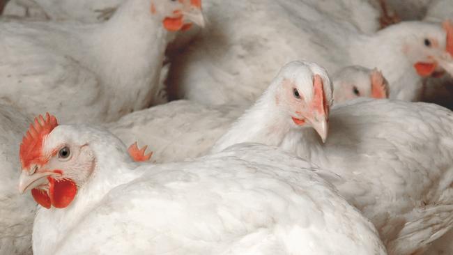 A poultry farm has been approved at Peats Ridge.