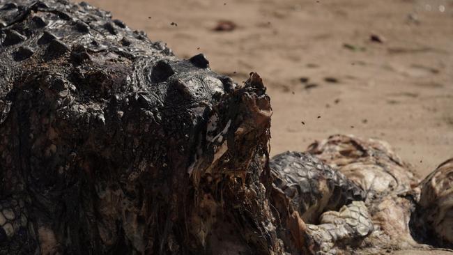 A $10,000 reward has been offered over the killing and dismembering of crocodiles in Far North Queensland.