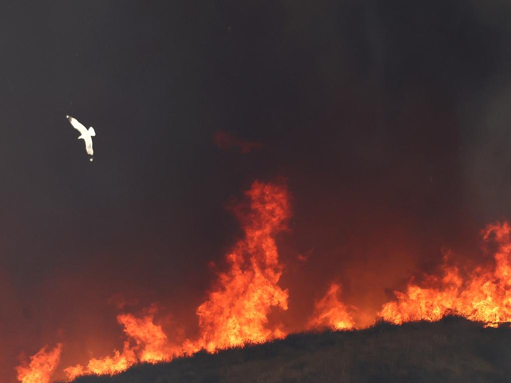 The brush fire is prompting mandatory evacuations just over two weeks after the Eaton and Palisades Fires caused massive destruction across Los Angeles. Picture: AFP