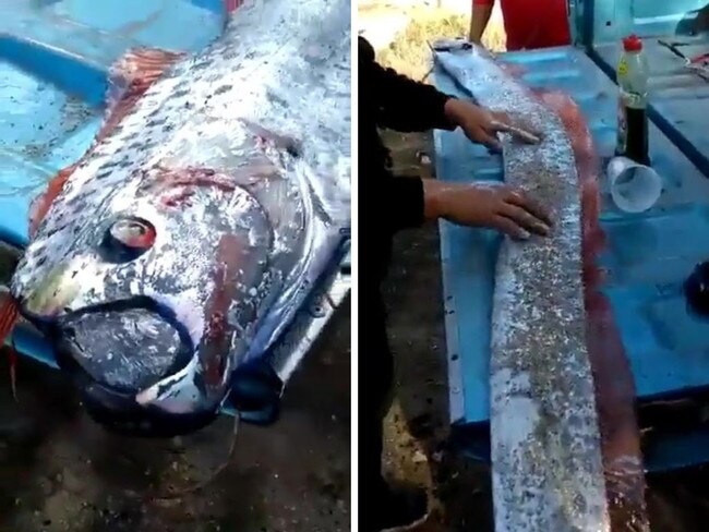 Story from Jam Press (Giant Oarfish) Pictured: Video grab - the giant Oarfish. Ã¢â‚¬ËœWeÃ¢â‚¬â„¢re going to dieÃ¢â‚¬â„¢: Fishermen capture HUGE oarfish rumoured to be sign of impending EARTHQUAKE A video has gone viral of a deep-sea Ã¢â‚¬Ëœharbinger of earthquakesÃ¢â‚¬â„¢ gasping for air and thrashing its long shimmering tail after being caught by Mexican fishermen. The large oarfish Ã¢â‚¬â€œ rarely seen due to the depths they inhabit Ã¢â‚¬â€œ was captured off the coast of Sinaloa, Mexico. A video of the elongated fish was shared on Twitter on 5 October where it has gone viral with over 150,000 views and 3,000 likes. In the footage, the bizarre-looking lampriform fish is seen gasping for air on the bed of a blue pickup truck. The cameraperson walks the length of the creature's thrashing tail as several people are heard laughing in the background. Oarfish are considered one of the longest fish in the ocean and can measure up to 56-feet (17 metres) in length and weigh over 31st (200kg). Their body is scaleless and the skin has a slimy, silvery protective coating known as guanine. Their dorsal fin starts between their eyes and reaches their tail, which differs in colour between red and pink. They live at depths of between 200 and 1,000 metres (656 and 3,280 feet) and sightings are not very common. Due to their ability to adapt to different temperatures, oarfish are found in most of the world's oceans with the exception of the poles. Sometimes they wash up on beaches after a storm or when they suffer a serious injury. Due to their size and shape, oarfish resemble Ã¢â‚¬Ëœsea serpentsÃ¢â‚¬â„¢ and are considered harbingers of earthquakes and misfortune in Japanese mythology. The myth was rekindled in 2011 after the Tohoku earthquake and tsunami. Shortly before the disaster, at least a dozen of the rarely-seen fish washed ashore in Japan in late 2009 and 2010. The last time oarfish were spotted in Mexico was in 2020 when two dead specimens washed up in the states of Baja California Sur and Quintana