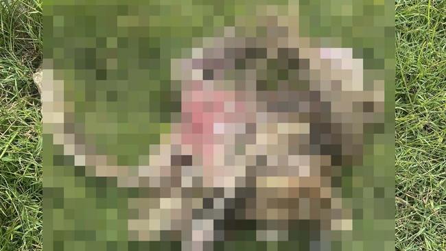 Pixelated Kangaroo