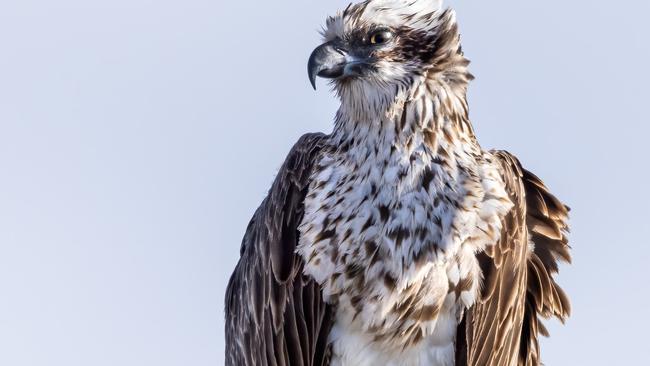 Birds SA is concerned about vulnerable birds, such as Solly the osprey, being killed by power lines. Picture: Fran Solly