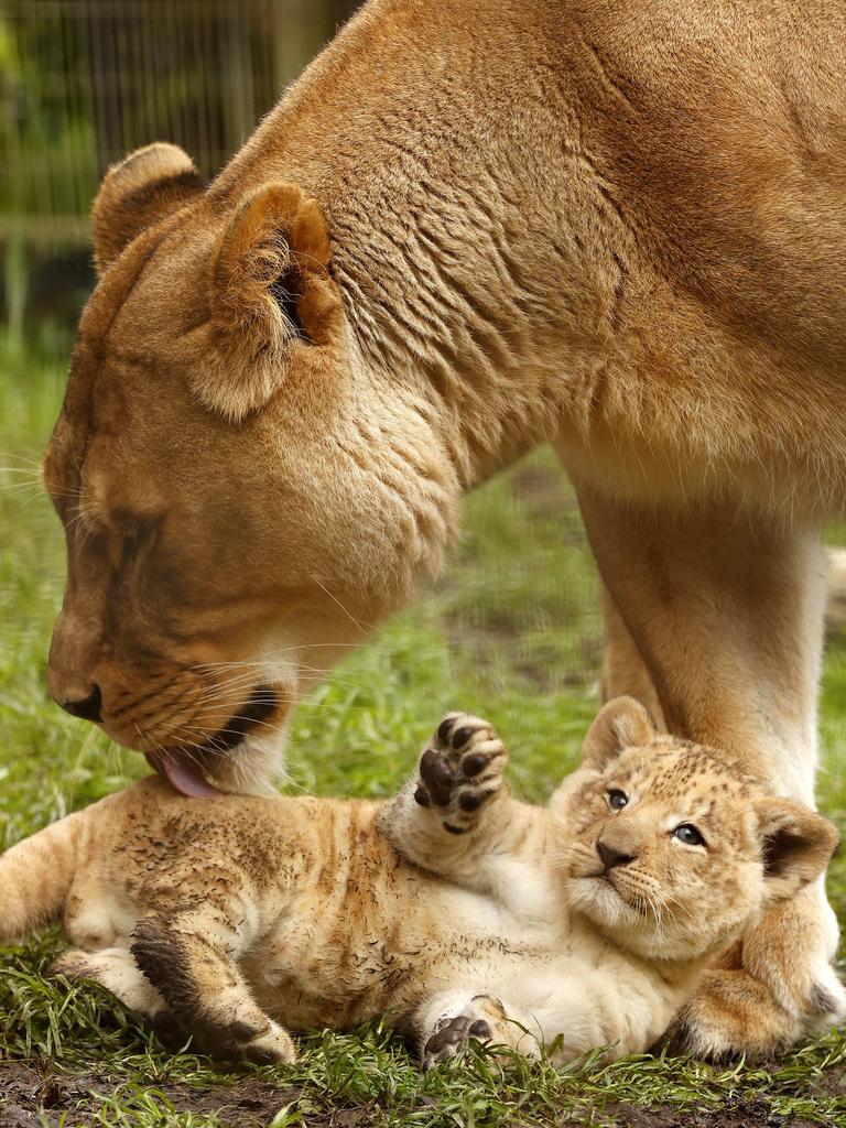 7 week-old Lion cub Roc with mum Chitwa at the Mogo Wildlife Park. Picture: Jonathan Ng