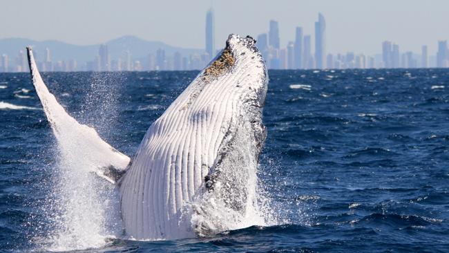 Humpback whale breaching. Pic: Brian Willey.