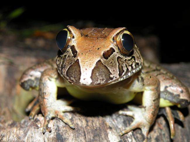 The charity trapped 10 vulnerable giant barred frogs. (File image)