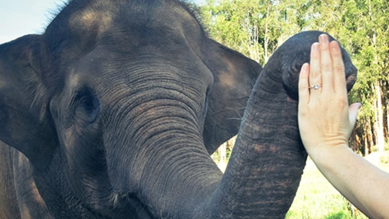 Australia Zoo has announced the arrival of proposal and elopement packages with private animal encounters. Picture: Contributed