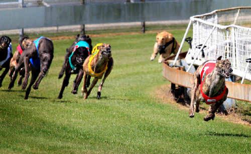 Border Park plan could be a winner for greyhound racing | The Courier Mail