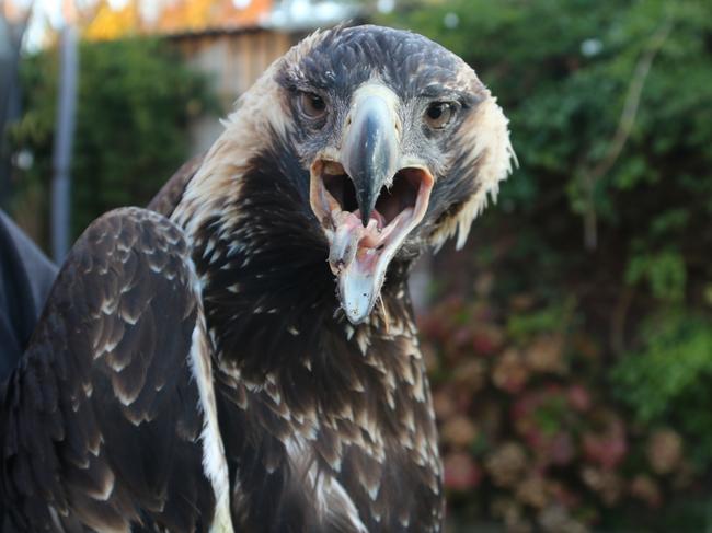 Adam Hardy of Raptor Care North West and a wedge tailed eagle with suspected poisoning. Picture: Elise Kaine