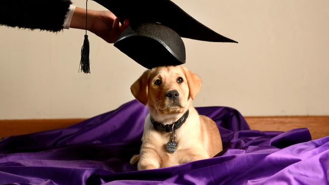 Starting his journey is trainee guide dog is September, a nine-week-old golden labrador named for Mr Hingson and Roselle’s teamwork in leading people to safety. Picture: Tricia Watkinson