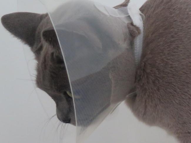 Cat-atonic: ‘He couldn’t make a sound’