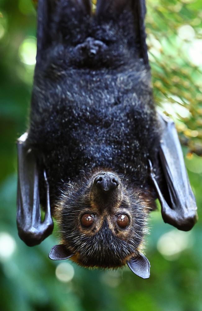 A spectacled flying fox in the care of volunteers at Batreach Kuranda. Blackbutt is once again contending with an influx of flying foxes, with the animals invading residential properties following recent tree clearing. Picture: Brendan Radke