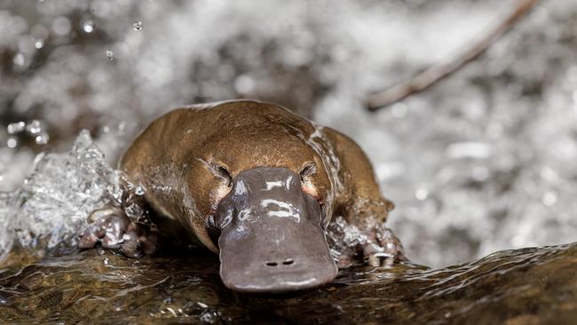 The Hobart Rivulet Platypus' Pete Walsh is hosting summer rivulet walks. Photo: Hobart Rivulet Platypus