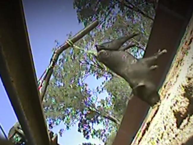 Some of the shocking footage that aired on ABC’s Four Corners about the illegal practice of live baiting in the greyhound industry