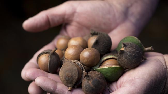 Macadamias are a high-value crop that advocates for Urannah say could emerge with the project’s proposed farming precinct.