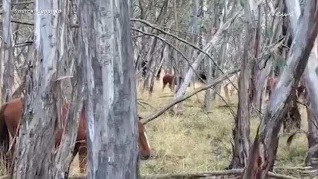 Feral horses in Kosciuszko National Park