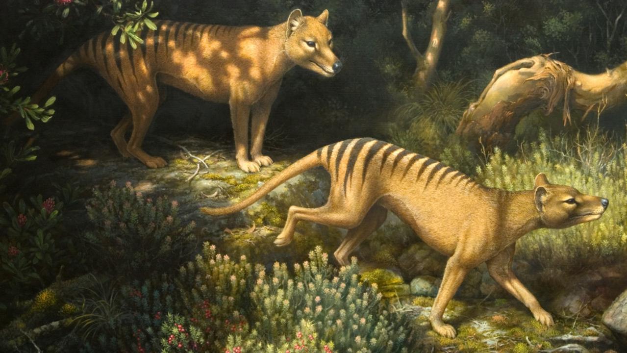 Extinct Tasmanian Tigers May Have Survived Longer Than Previously Thought, Smart News