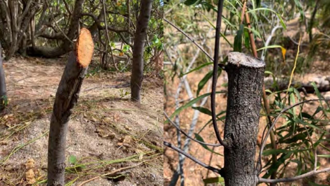 Mackay Regional Council discovered an extreme case of vegetation vandalism at Headland Dr, Haliday Bay. Picture: Mackay Regional Council