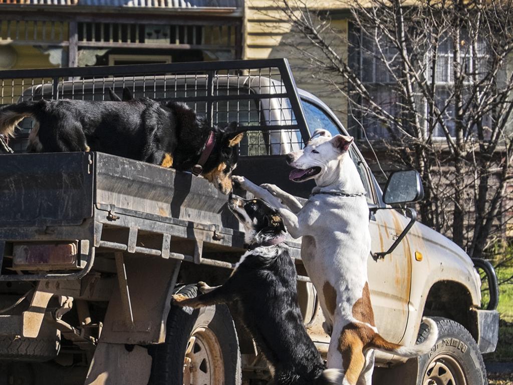 Day of Dogs 2018: A couple of dogs greet each other in Wedderburn.