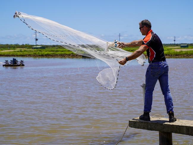 Australian Prawn Farms manager Matt West at the Ilbilbie prawn farm which as of 2021 had 47 ponds with plans to expand to 80. Picture: Heidi Petith