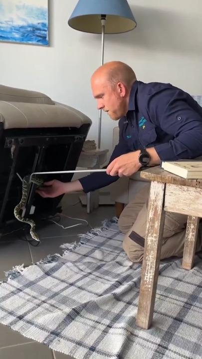 Cheeky python found hiding in recliner chair in QLD