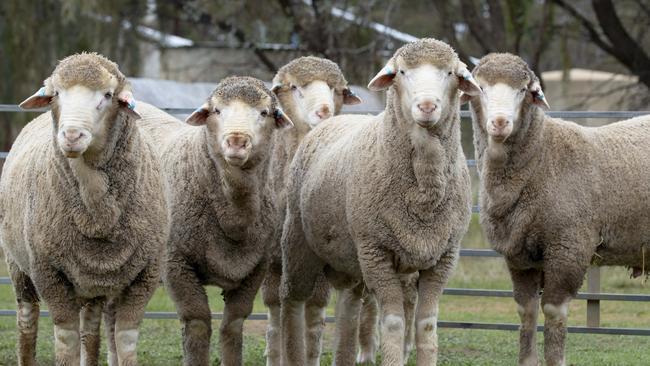 Sheep numbers are expected to fall by 10 per cent in 2024/2025 as dry conditions and lower returns have an impact.