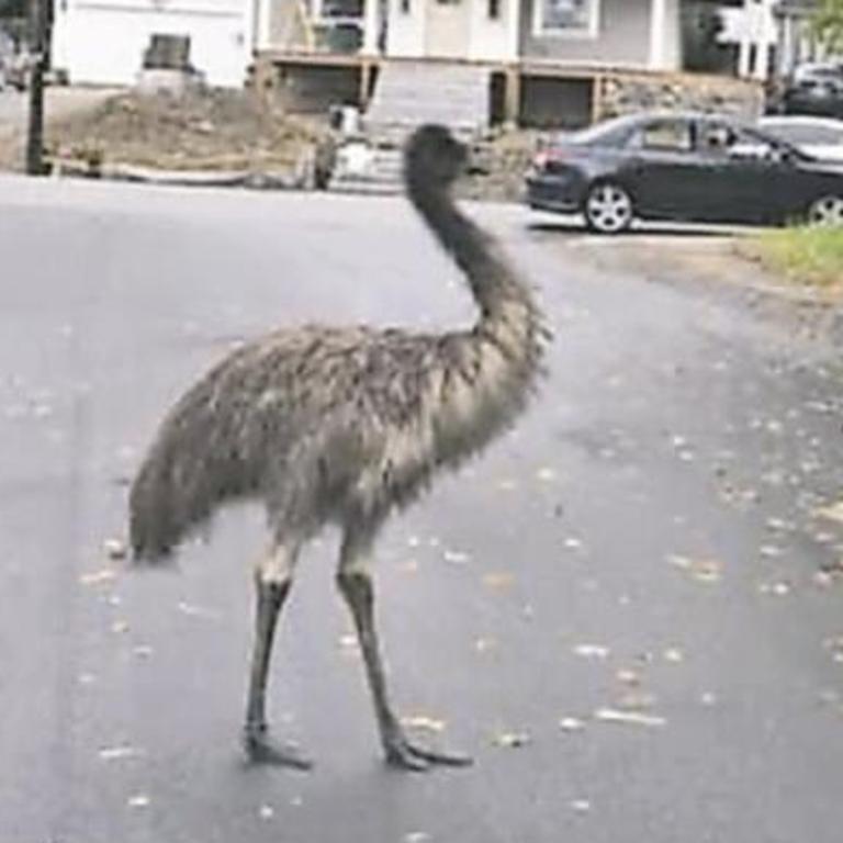 An emu on the loose in the US. Picture: Haverhill Police