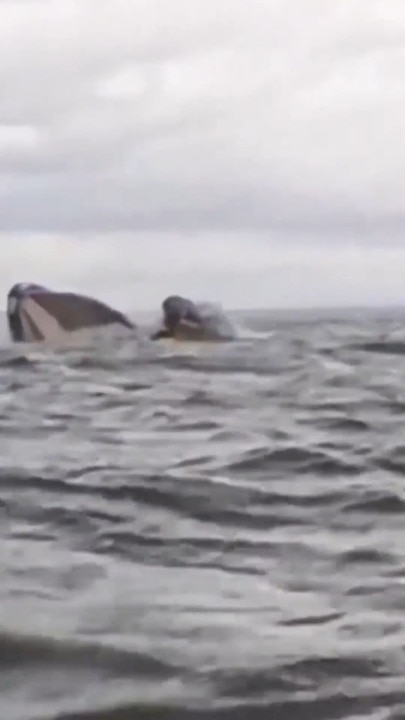 Whale swallows kayaker whole before spitting him out