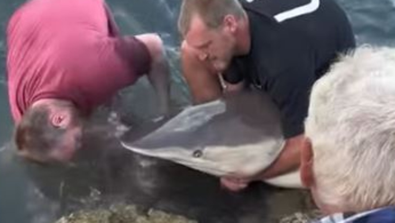 Aussie fishermen remove fishing hooks from bronze whaler shark's mouth