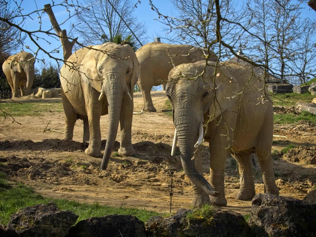 Elephants are highly intelligent animals. These African Savannah elephants were pictured in their enclosure at the Beauval Zoo in central France on March 22. Picture: Guillaume Souvant/AFP