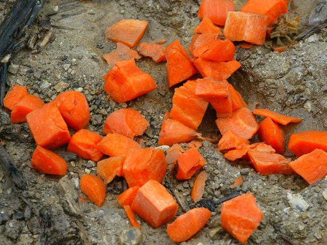 1080-laced carrots are still being laid in Tasmania.