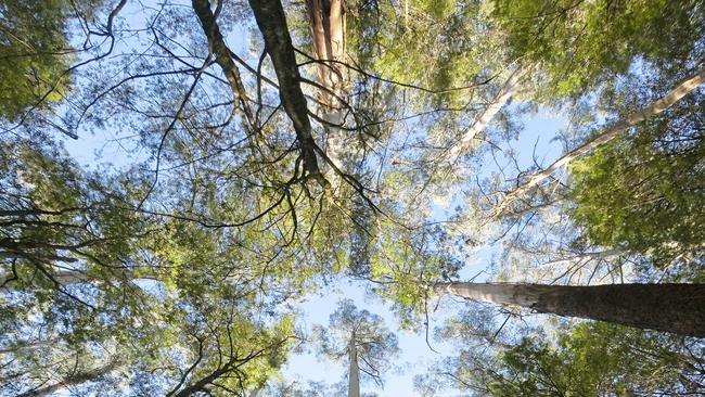 There are approximately 15,000 people employed in the Victorian timber industry. Picture: iStock