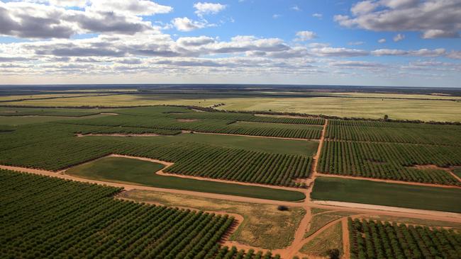 Almond plantation owners will need to buy more extraction shares to avoid rationing during summer shortfalls. Picture Yuri Kouzmin.