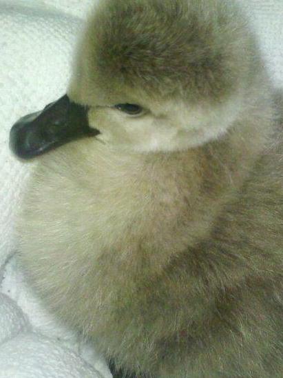 One of the baby swans rescued from Mango Hill.