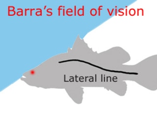 Barra field of vision