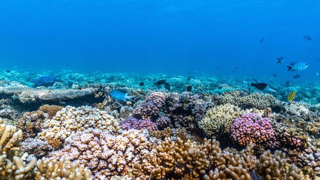 Budget announcement for Great Barrier Reef