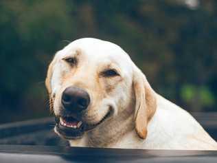 Does de-sexing change a dog's behaviour? Picture: Jonathan Daniels on Unsplash