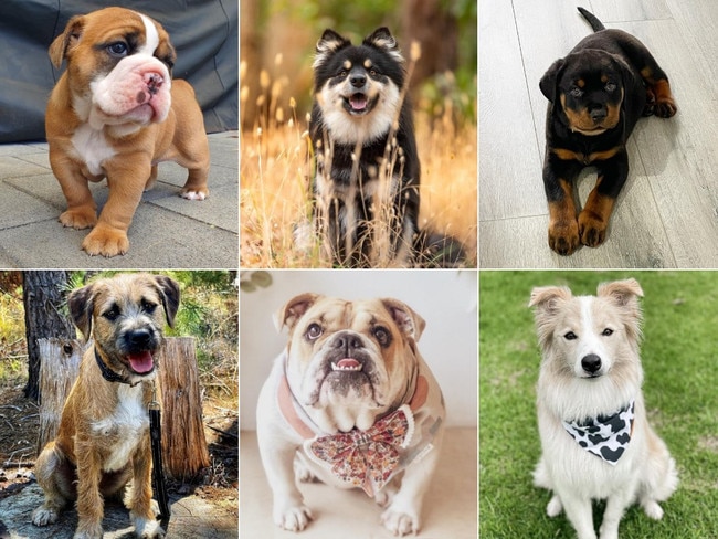 Who’s a good boy! See the entries in SA’s cutest dog line-up