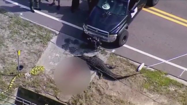 Alligator killed after carrying lifeless body in Florida canal | The ...