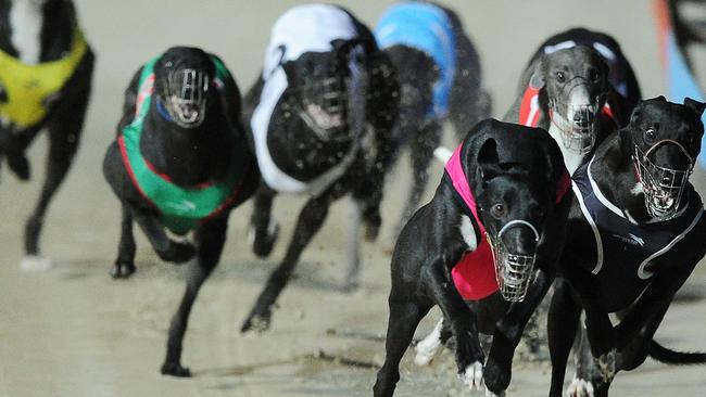 The Dapto Greyhound Club has been in operation since 1936. Picture: Simon Bullard.