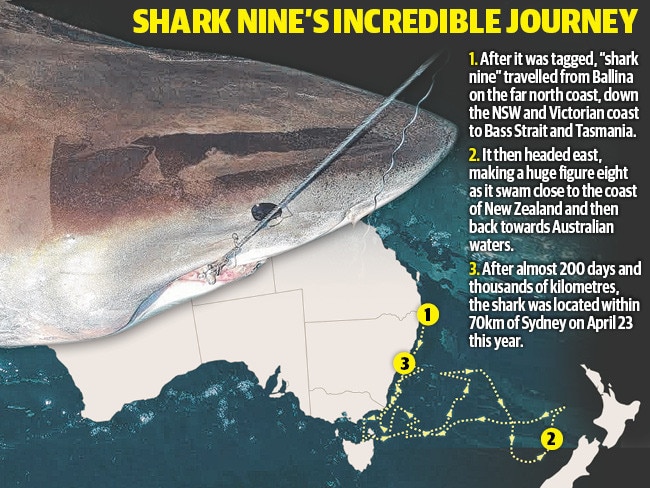 Tagged great white sharks found to travel thousands of kilometres to ...
