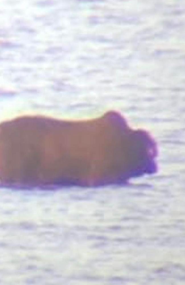 A bull is stranded on a bank at River Heads.