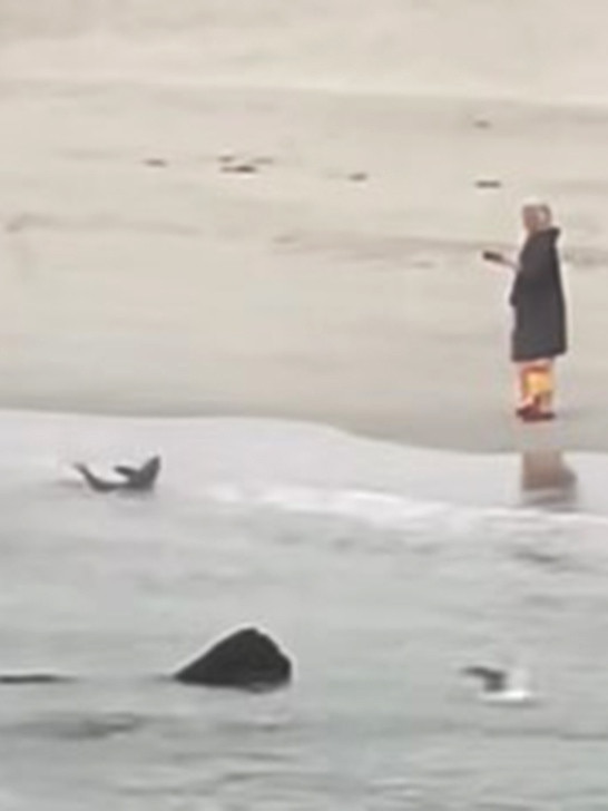 Video of a beach walker watches a baby shark struggling in the shallows at Penneshaw Beach in Kangaroo Island. Picture: Shantel Johnson