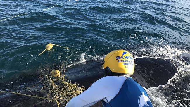 Sea World performed a whale rescue off the Coast at Miami today.