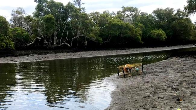 The rescued brahminy kite has been nicknamed Barry. Picture: Wild Bird Rescues Gold Coast